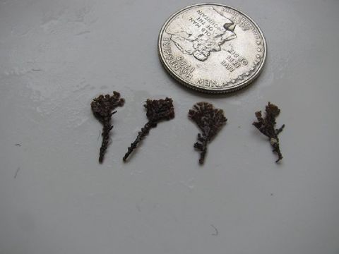 Image of <i>Bossiella plumosa</i>