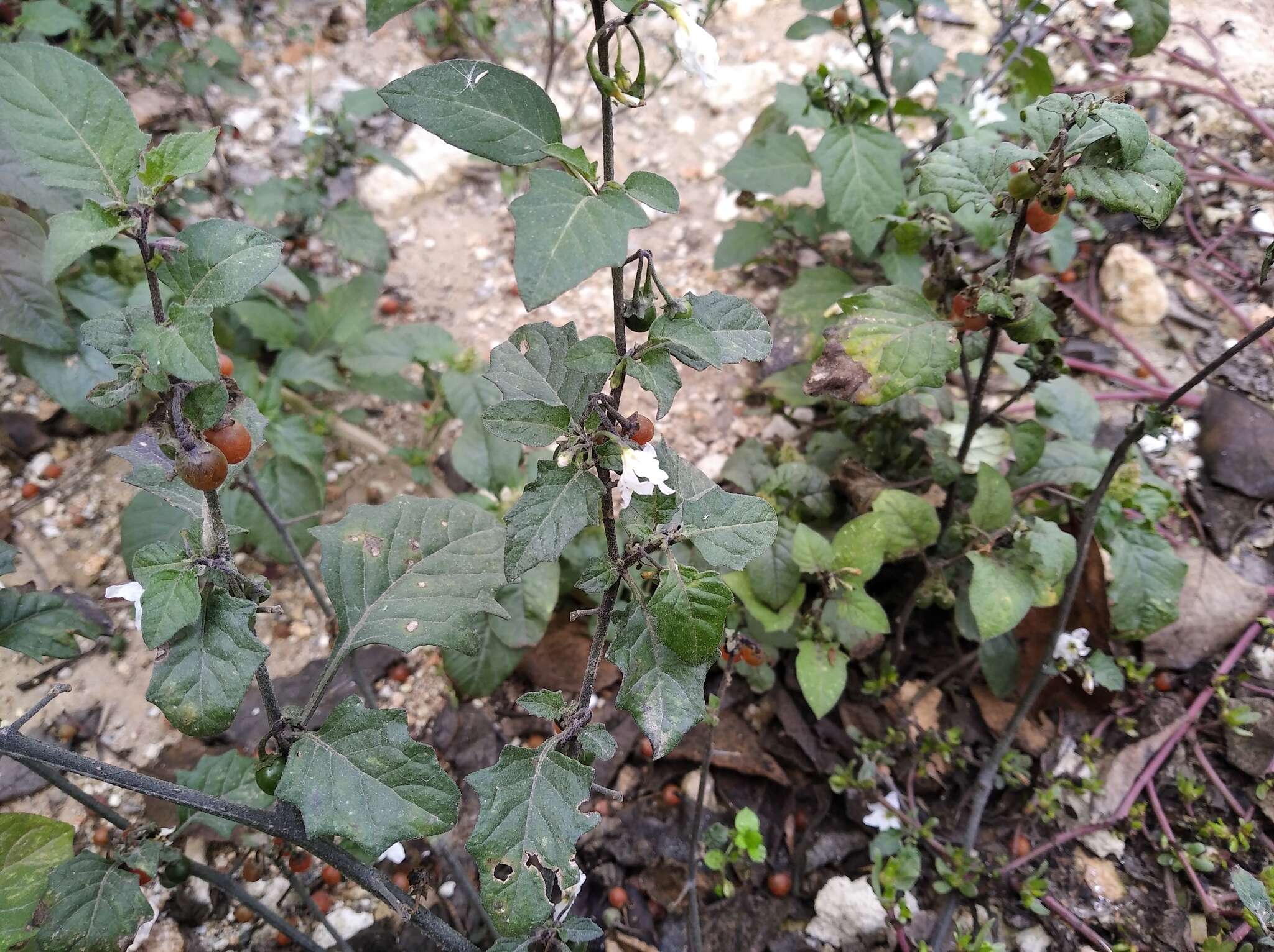 Image of hairy nightshade