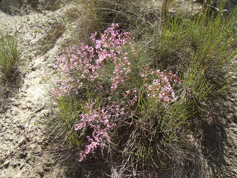 Image of Limonium insigne (Coss.) O. Kuntze