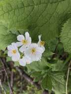 Image of Diphylleia grayi F. Schmidt