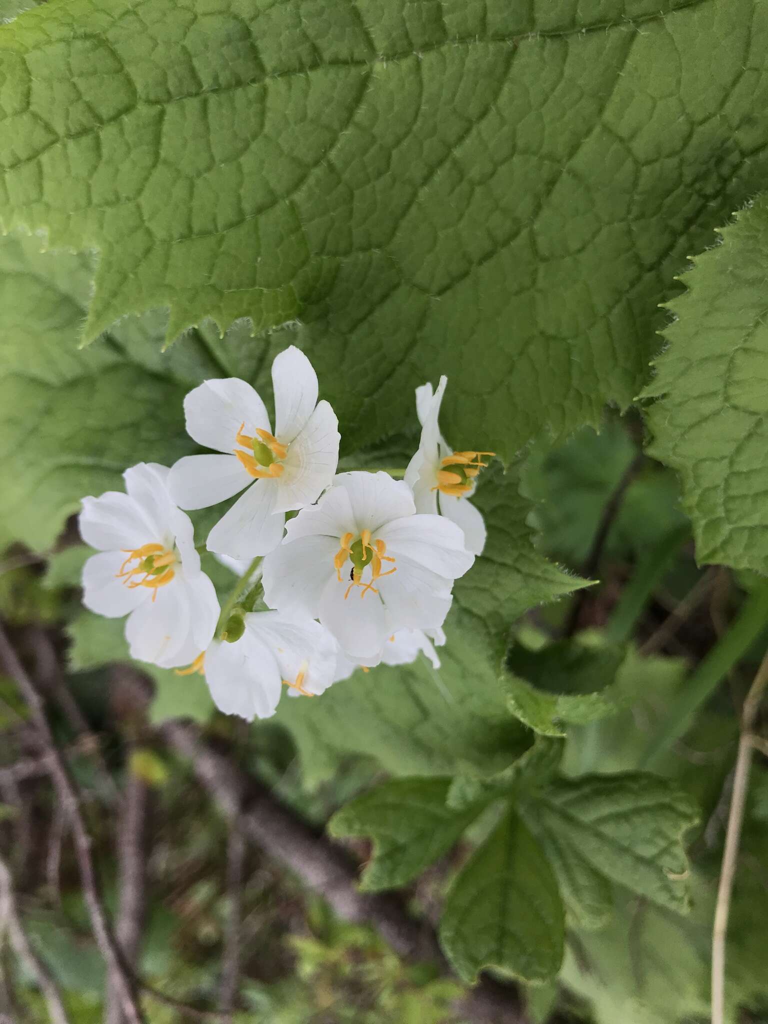 Image de Diphylleia grayi F. Schmidt