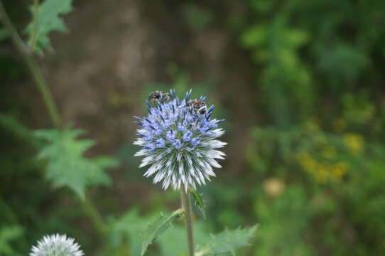 Image of Echinops pseudosetifer Kitag.