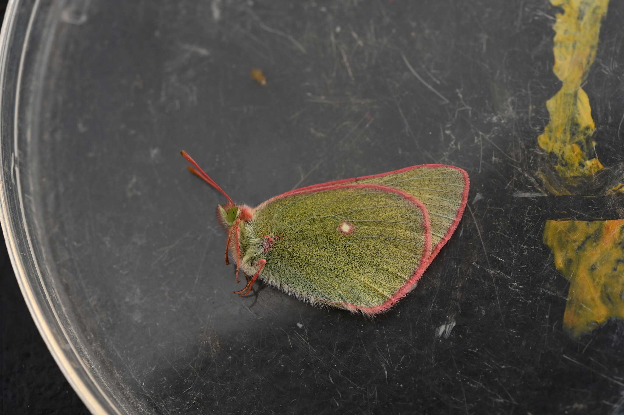 Image of Sierra Green Sulphur