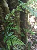 Image of Lomatia ferruginea R. Br.