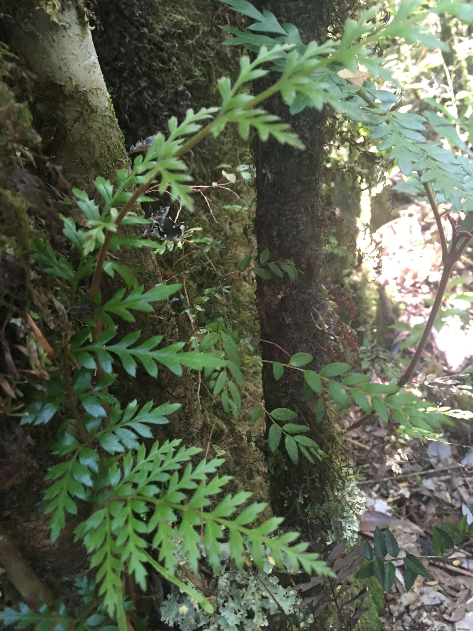 Image of Lomatia ferruginea R. Br.