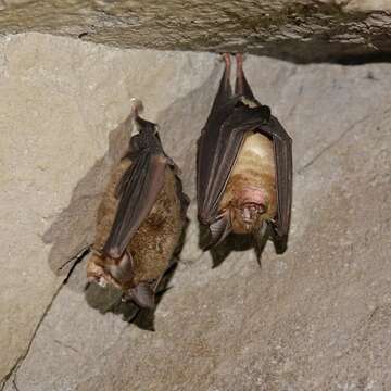 Image of Chinese Horseshoe Bat