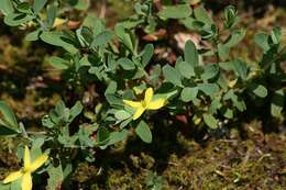 Imagem de Hypericum hypericoides subsp. multicaule (Michaux ex Willd.) N. K. B. Robson