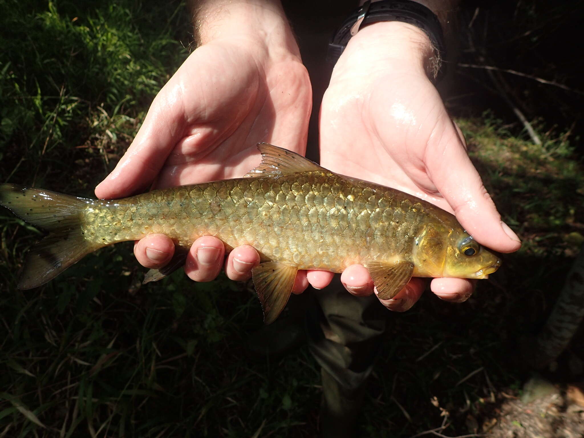 Image of Lowveld Largescale Yellowfish