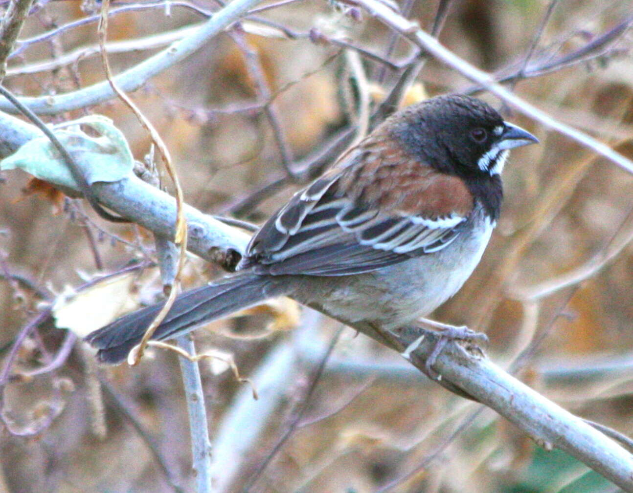 Image of Black-chested Sparrow