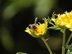 Trachusa timberlakei (Schwarz 1928)的圖片