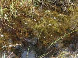 Image of Blunt-leaved Pondweed