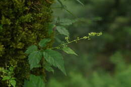 Plancia ëd Gynostemma pentaphyllum (Thunb.) Makino