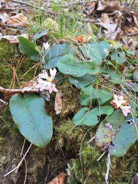 Image de Epigaea repens L.