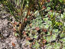 Actinotus bellidioides (Hook. fil.) Benth. resmi