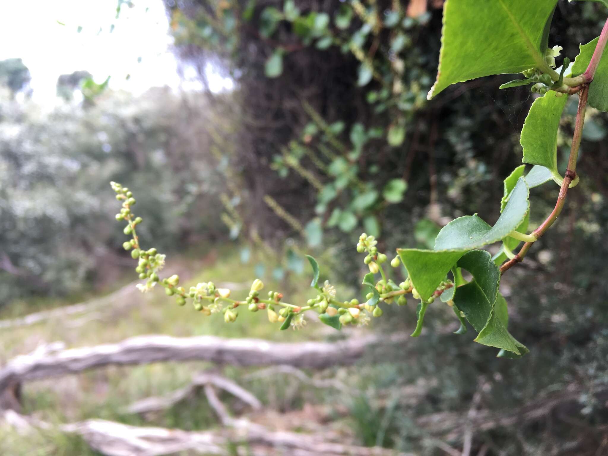 Image of Muehlenbeckia adpressa (Labill.) Meisn.