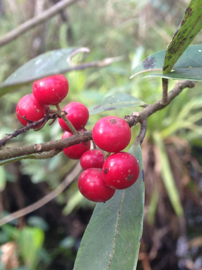 Слика од Ilex cassine L.