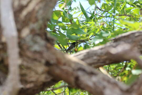 Image of Yellow-bellied Seedeater