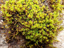 صورة Syntrichia norvegica Weber 1804