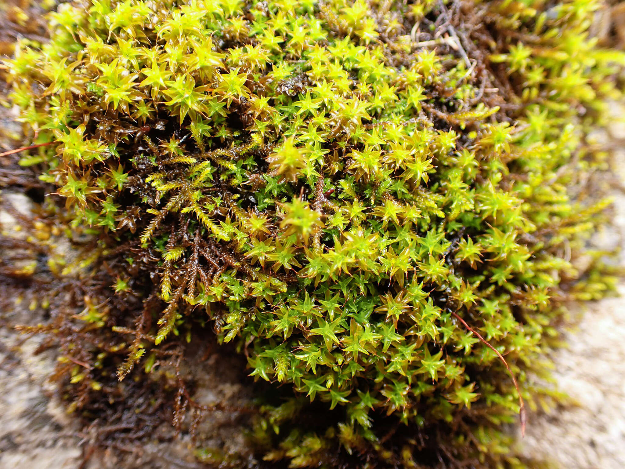 Image of Syntrichia norvegica Weber 1804