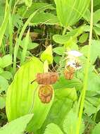 Image of Spotted lady slipper