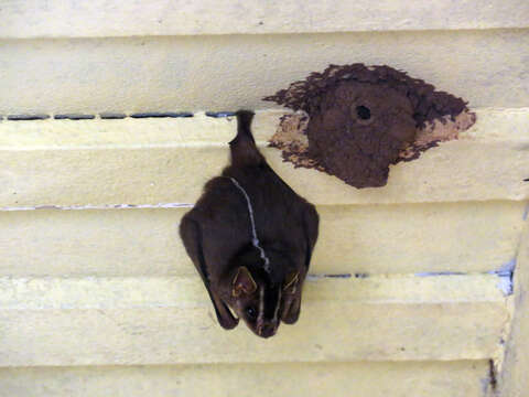 Image of white-lined broad-nosed bat