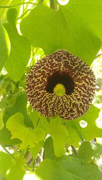 صورة Aristolochia elegans Mast.