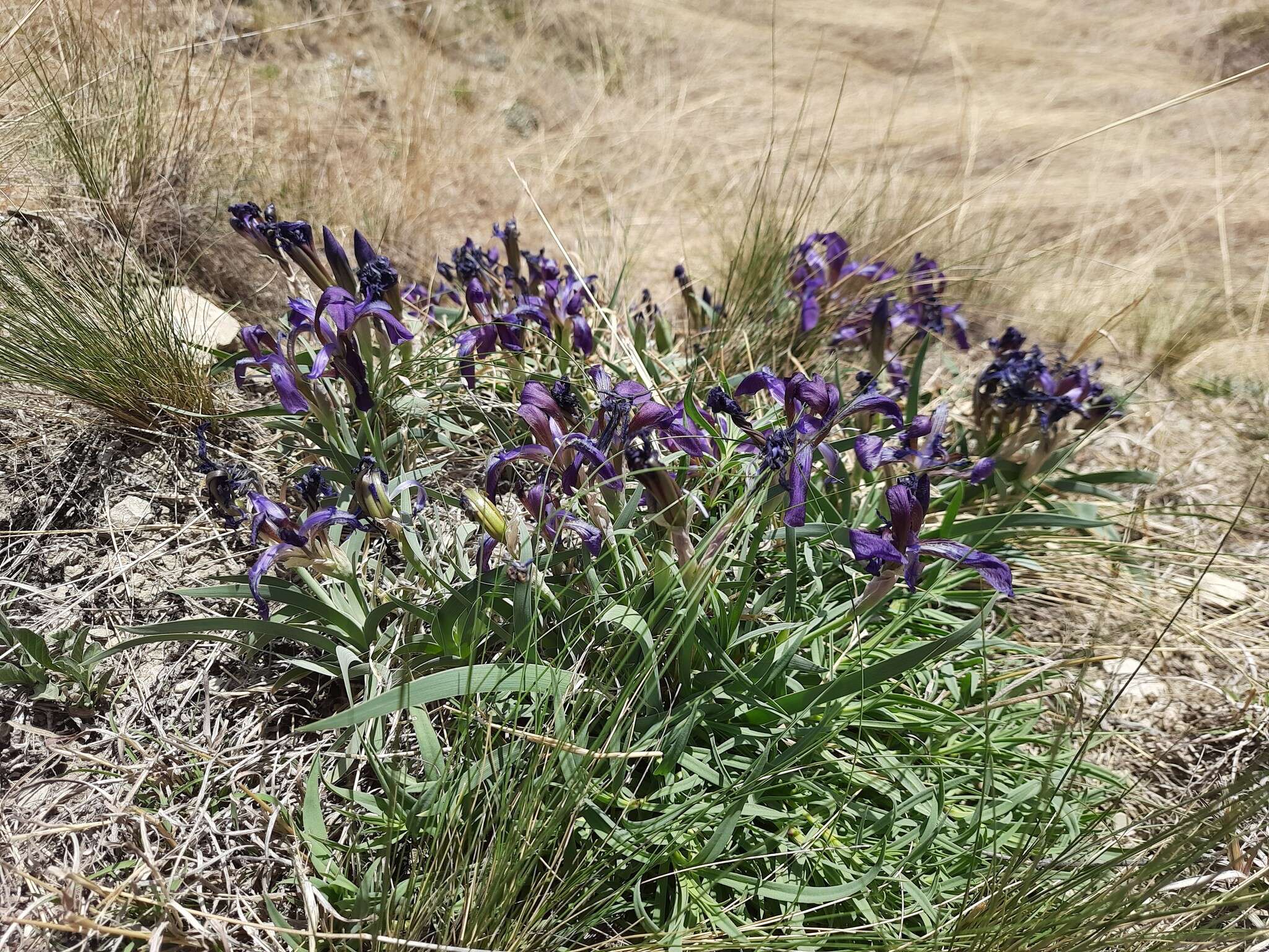 Image of Iris timofejewii Woronow