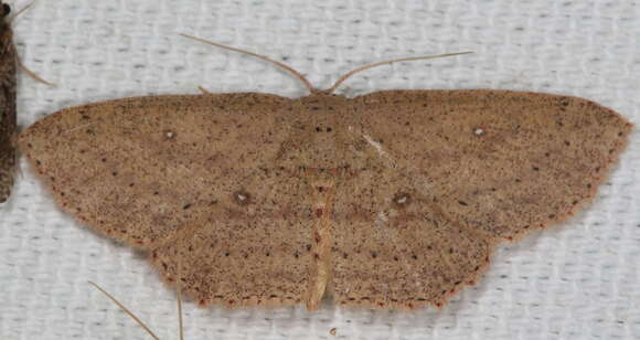 Image of Cyclophora myrtaria Guenée 1858