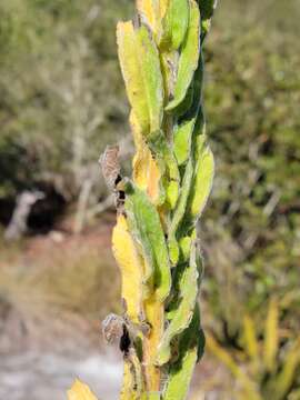 Image of Chrysopsis floridana var. highlandsensis (De Laney & Wunderlin) D. B. Ward