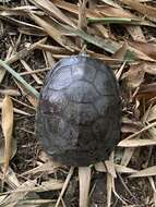 Image of Trachemys venusta uhrigi Mccord, Joseph-ouni, Hagen & Blanck 2010