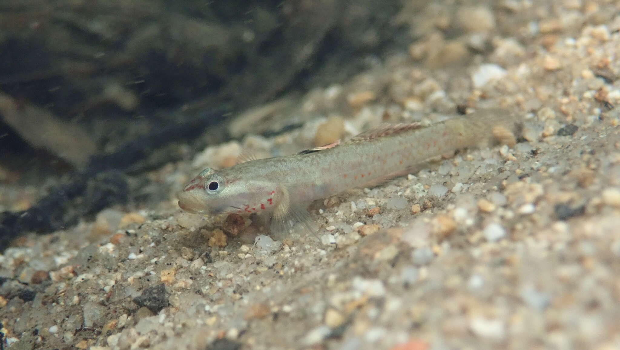 صورة Rhinogobius duospilus (Herre 1935)