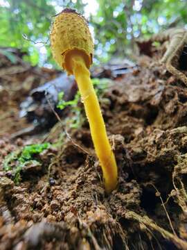 Слика од Leucocoprinus brunneoluteus Capelari & Gimenes 2004