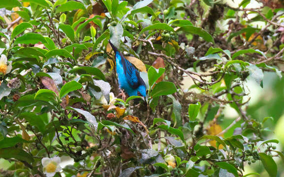 Image of Blue Dacnis