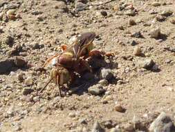 Image of Hoplisoides tricolor (Cresson 1868)