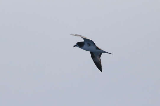 Image of Dark-rumped Petrel