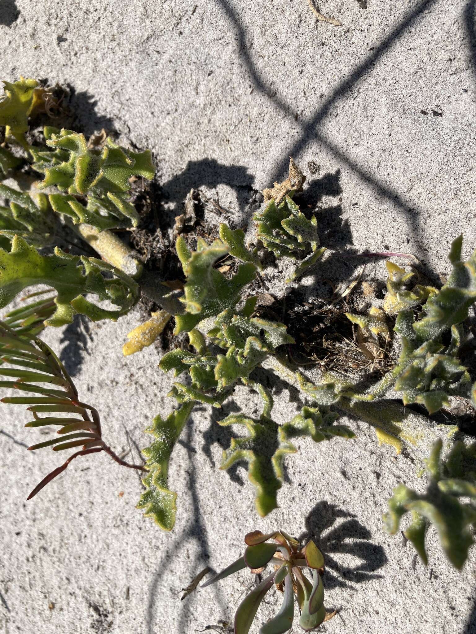 Image of Osteospermum dentatum Burm. fil.