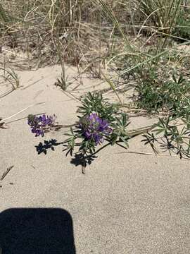 Image of seashore lupine