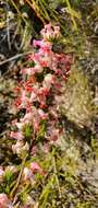 Image of Erica denticulata L.