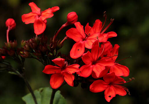 Слика од Clerodendrum splendens G. Don