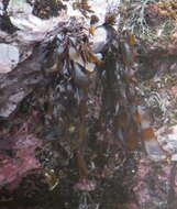 Image of Pachymenia lusoria