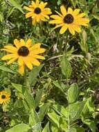 Image of Rudbeckia terranigrae