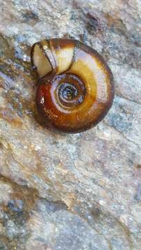 Image of Great Ram's Horn Snail