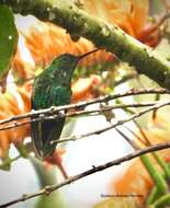 Image of Blue-tailed Hummingbird