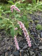 Persicaria orientalis (L.) Spach resmi