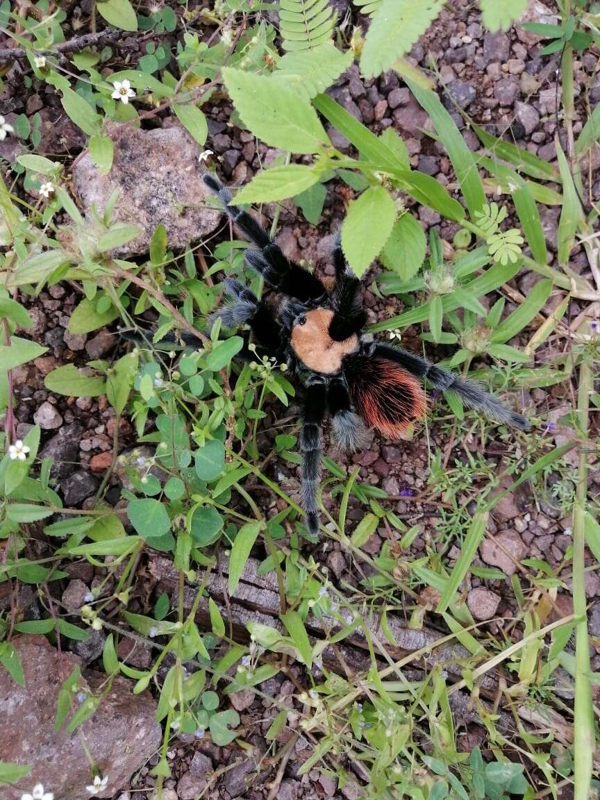 Image of Mexican Black and Gold Red Rump Tarantula