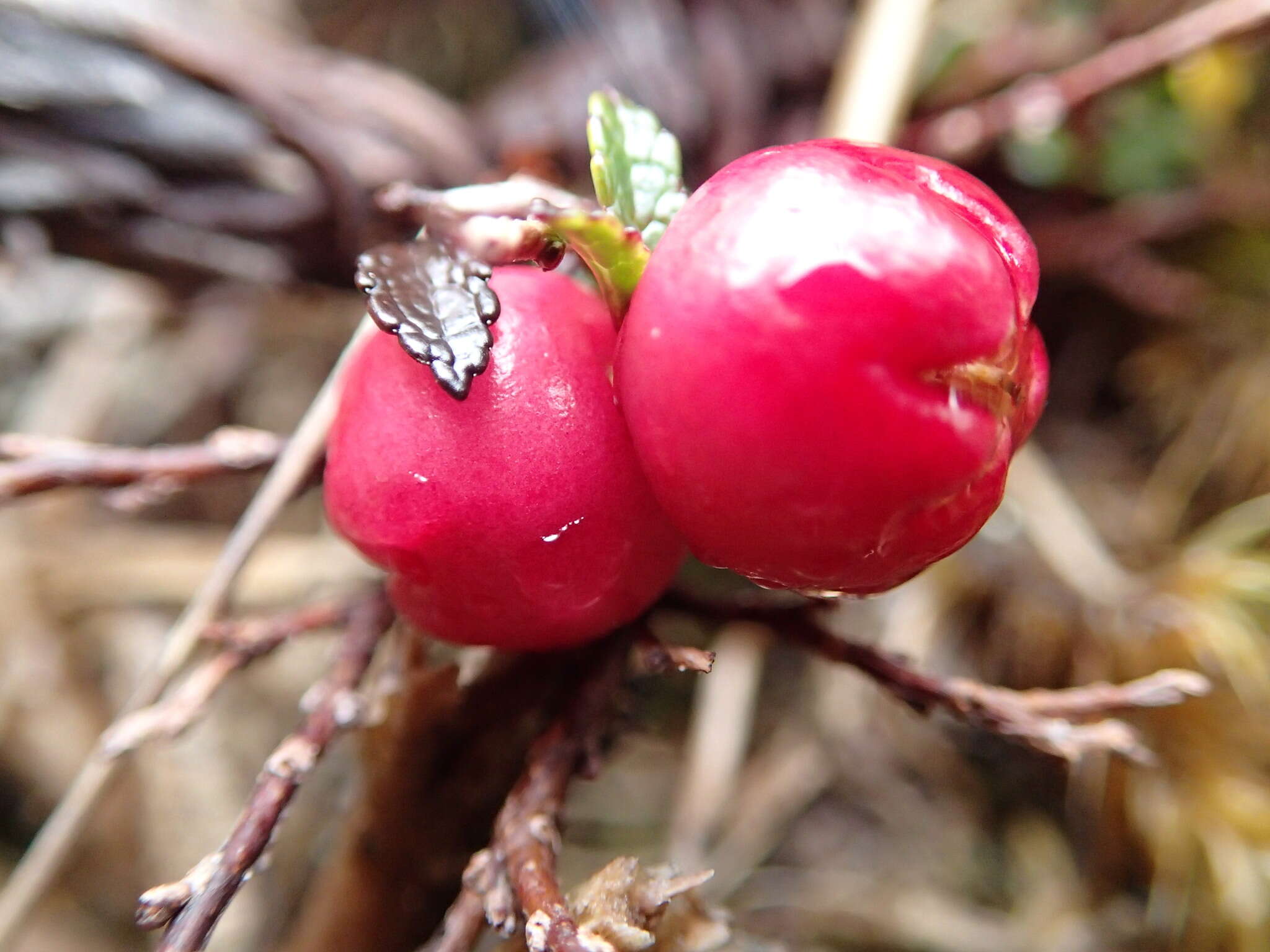 Sivun Gaultheria nubicola D. J. Middleton kuva