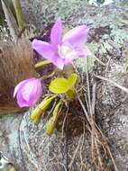 Image of Cattleya nobilior Rchb. fil.