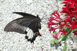 Sivun Papilio iswara White 1842 kuva