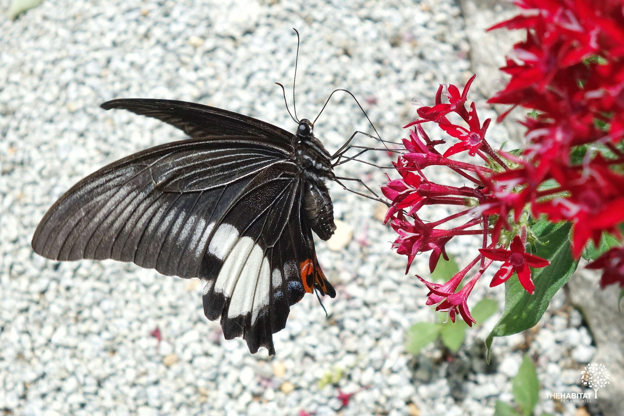 Sivun Papilio iswara White 1842 kuva