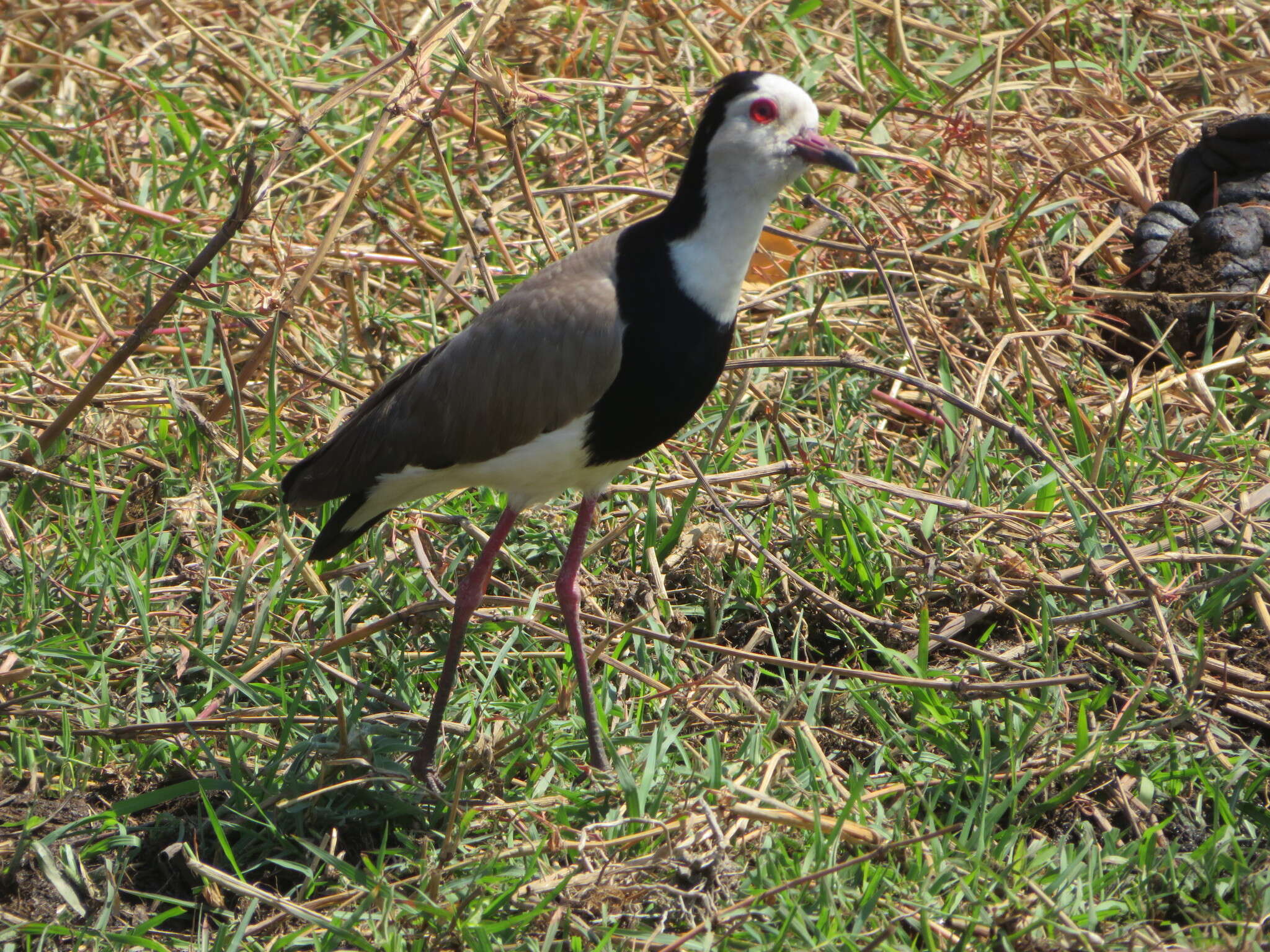 Image of Long-toed Lapwing